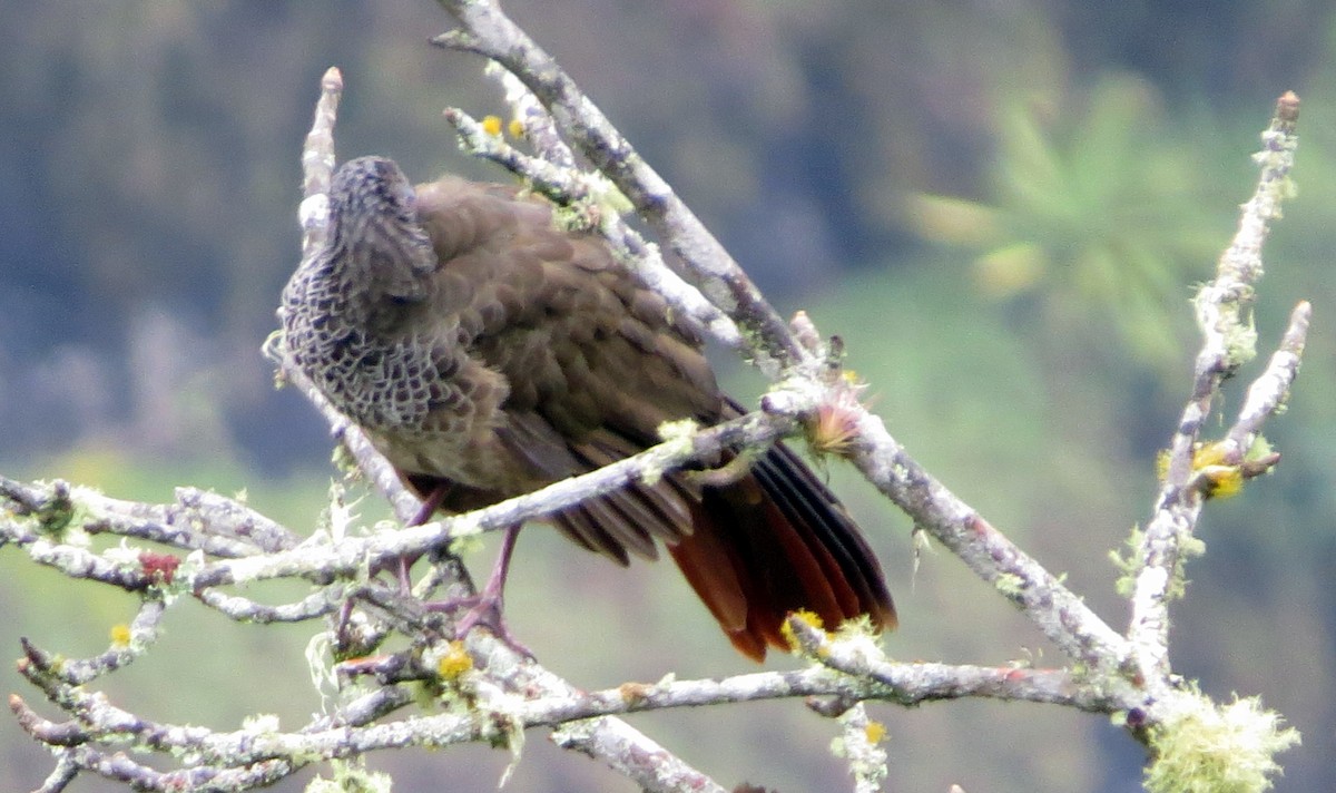 colombiahokko - ML646554135