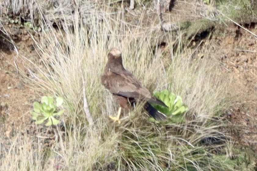 Western Marsh Harrier - ML646554136