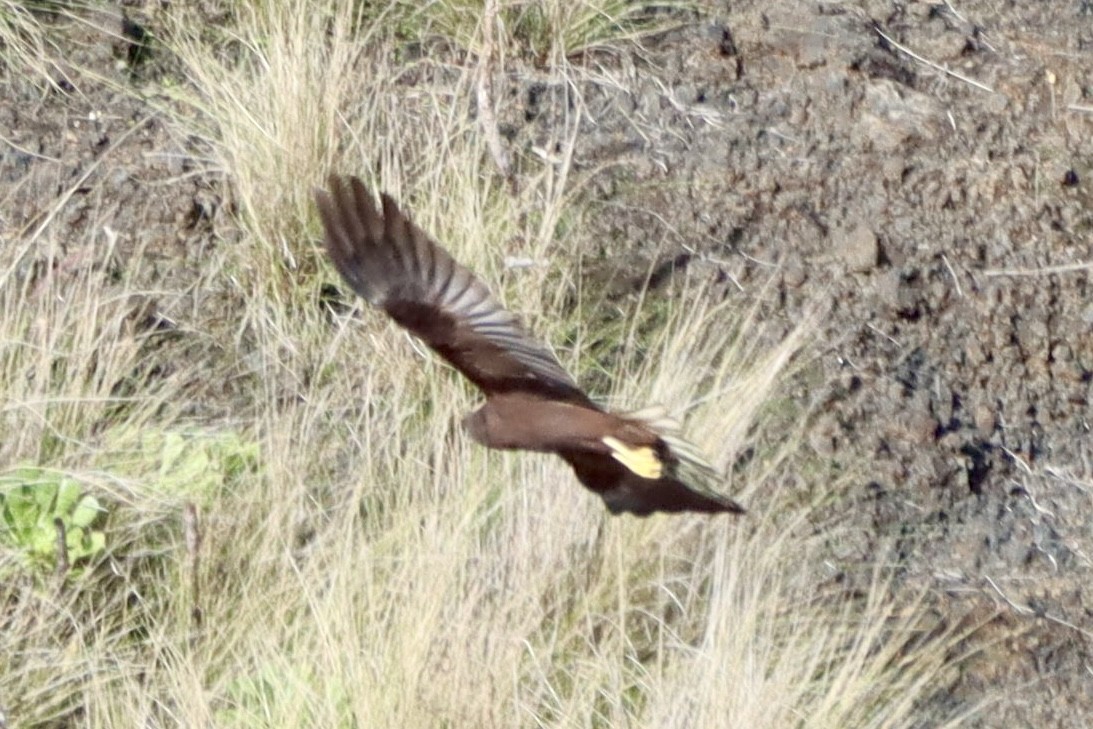Western Marsh Harrier - ML646554137