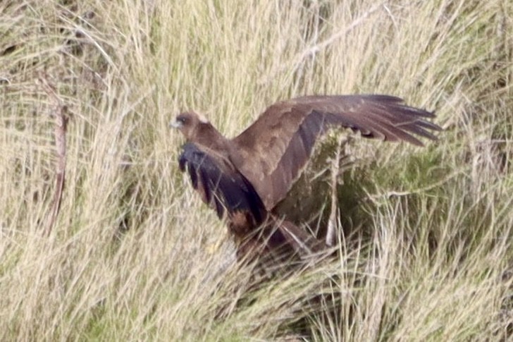 Western Marsh Harrier - ML646554138
