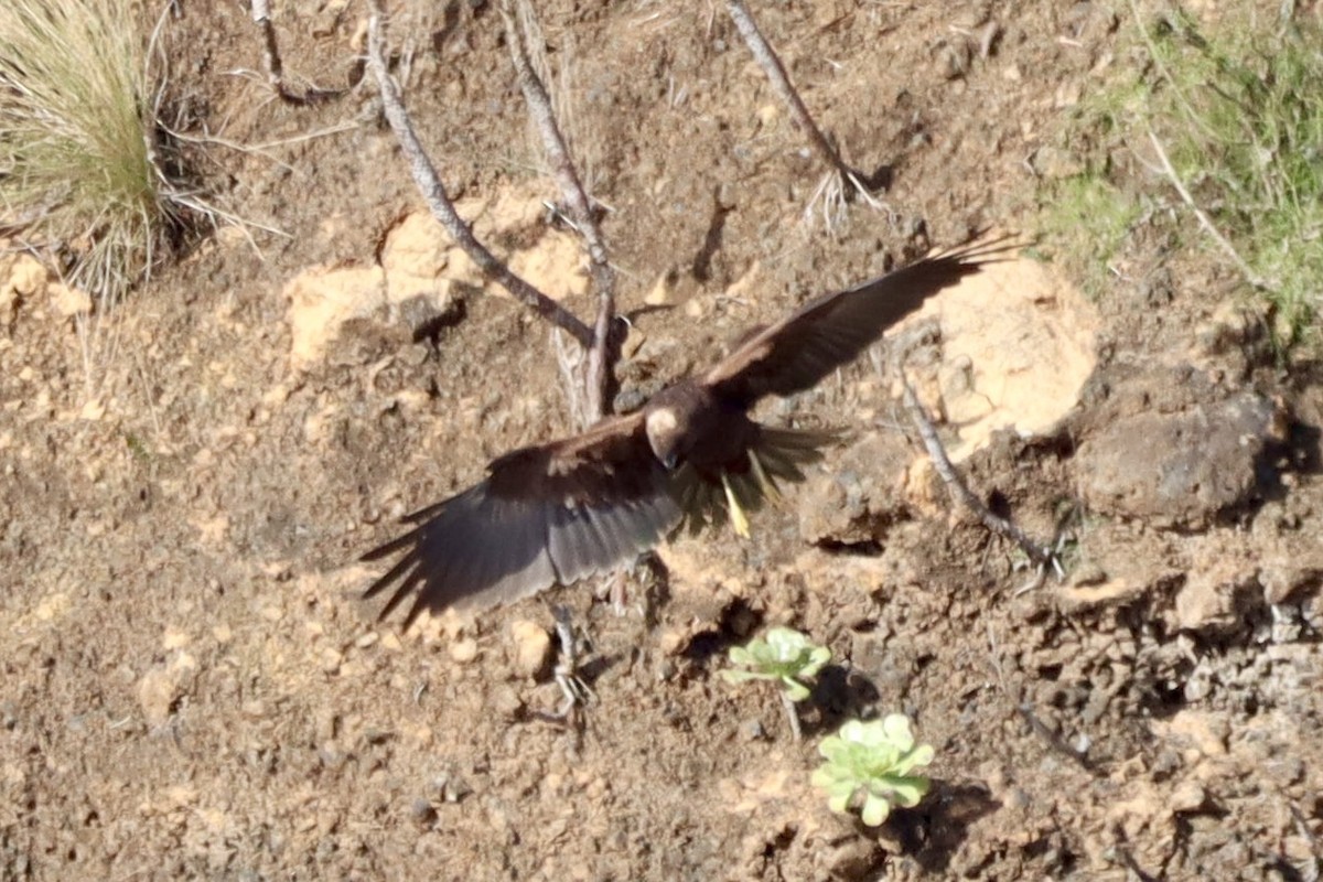 Western Marsh Harrier - ML646554139