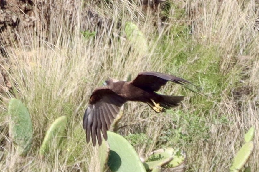 Western Marsh Harrier - ML646554140