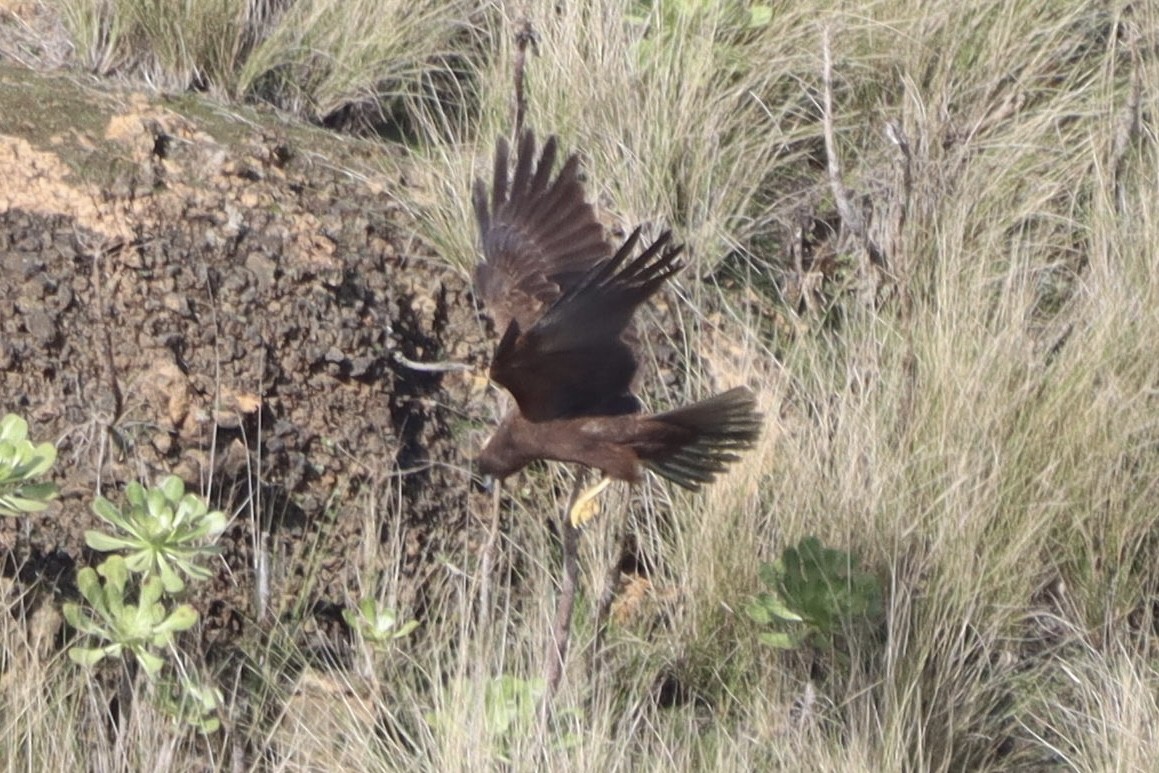 Western Marsh Harrier - ML646554141