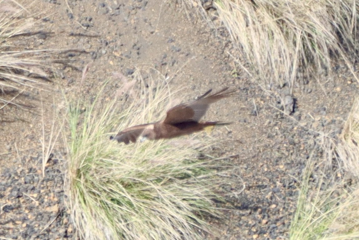 Western Marsh Harrier - ML646554142