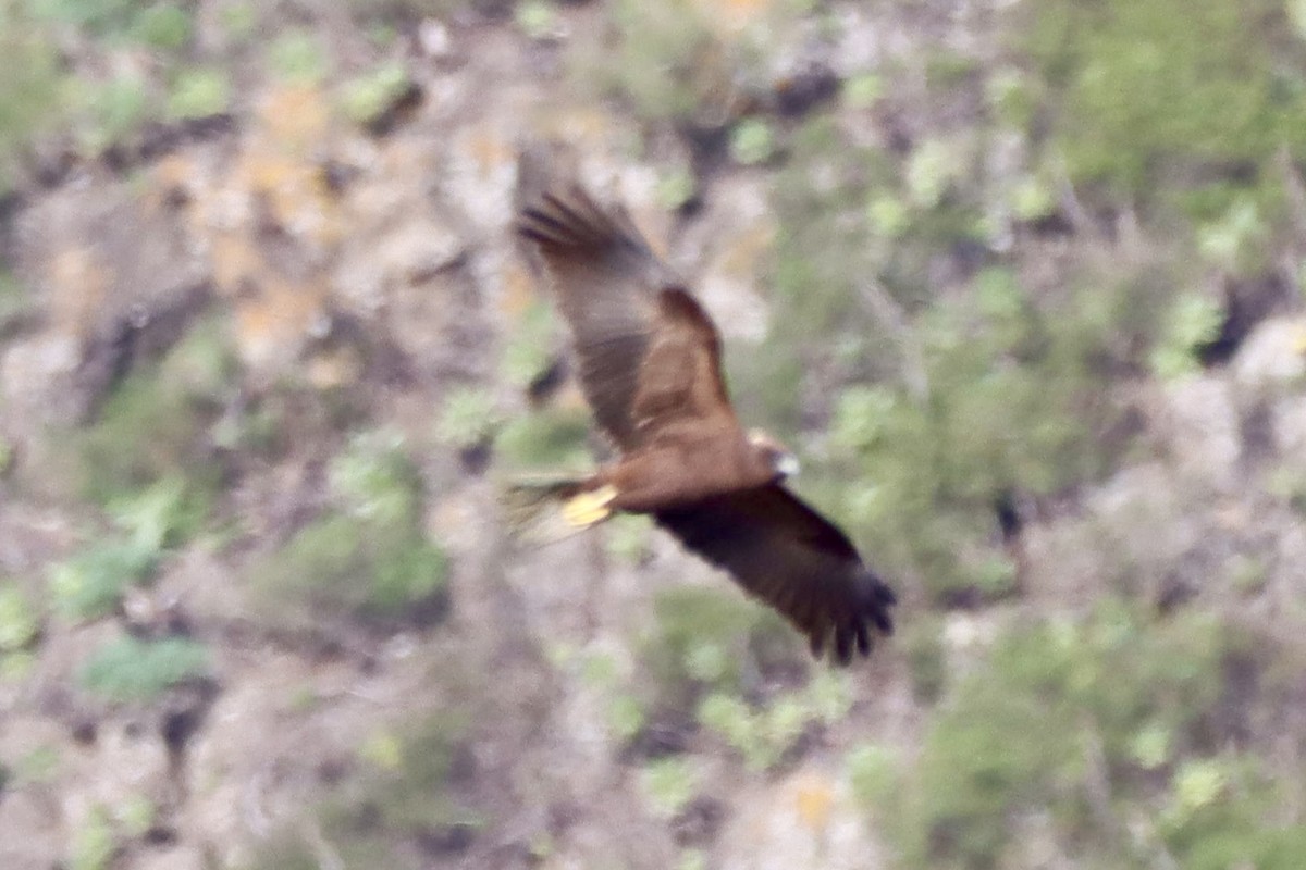 Western Marsh Harrier - ML646554143