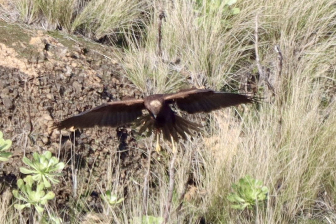 Western Marsh Harrier - ML646554144