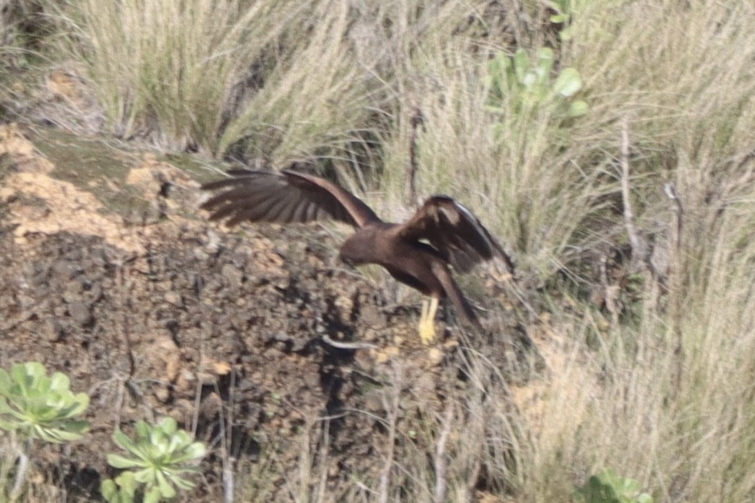 Western Marsh Harrier - ML646554145