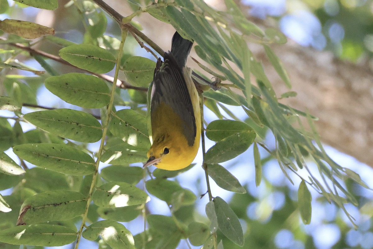 Prothonotary Warbler - ML646554147