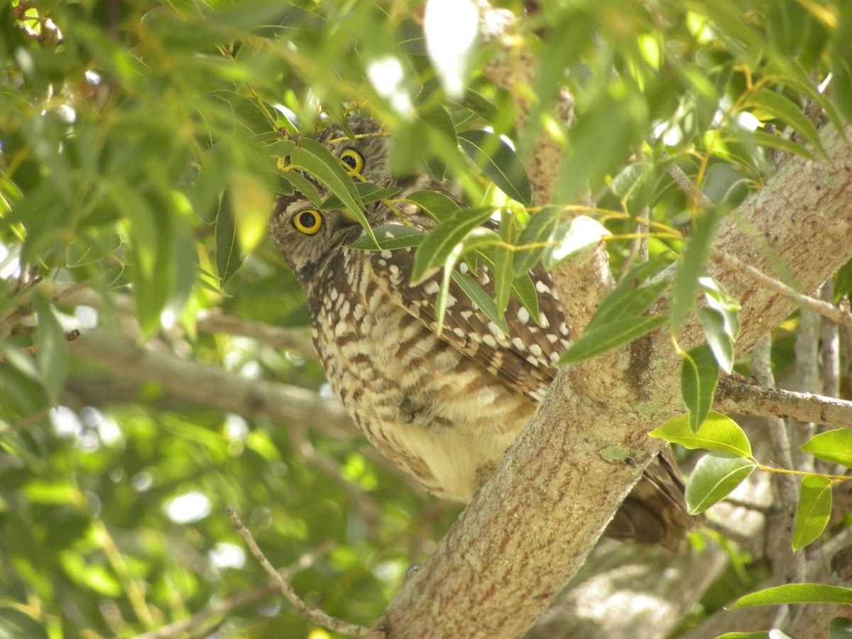 Burrowing Owl - ML646554148