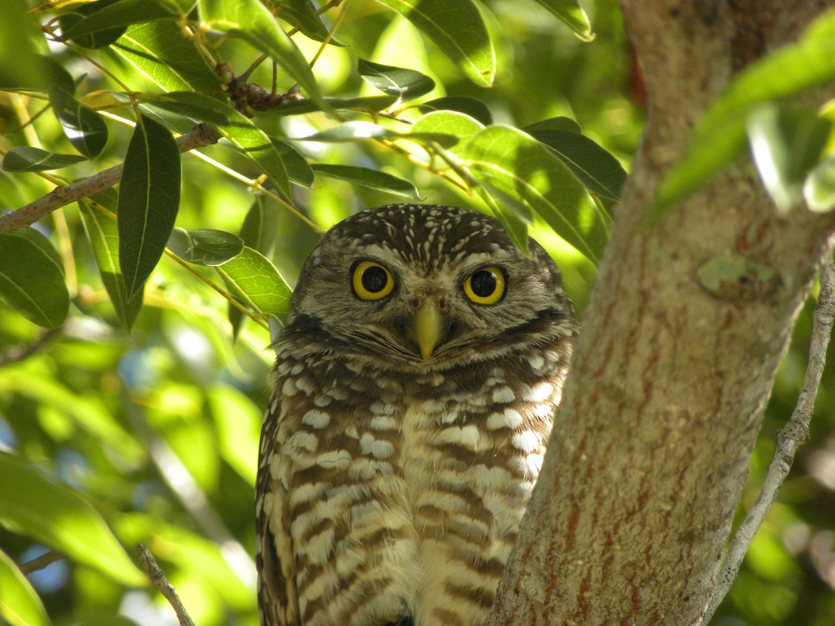 Burrowing Owl - ML646554149