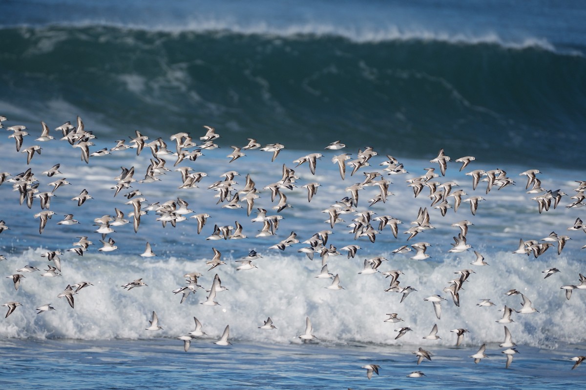 Песчанка - ML646554154