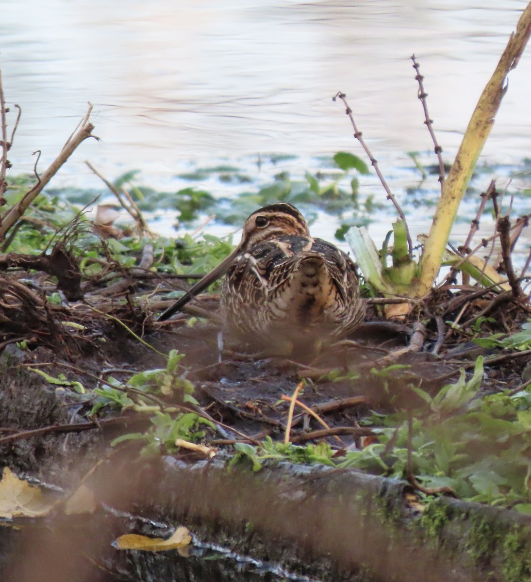 Wilson's Snipe - ML646554155
