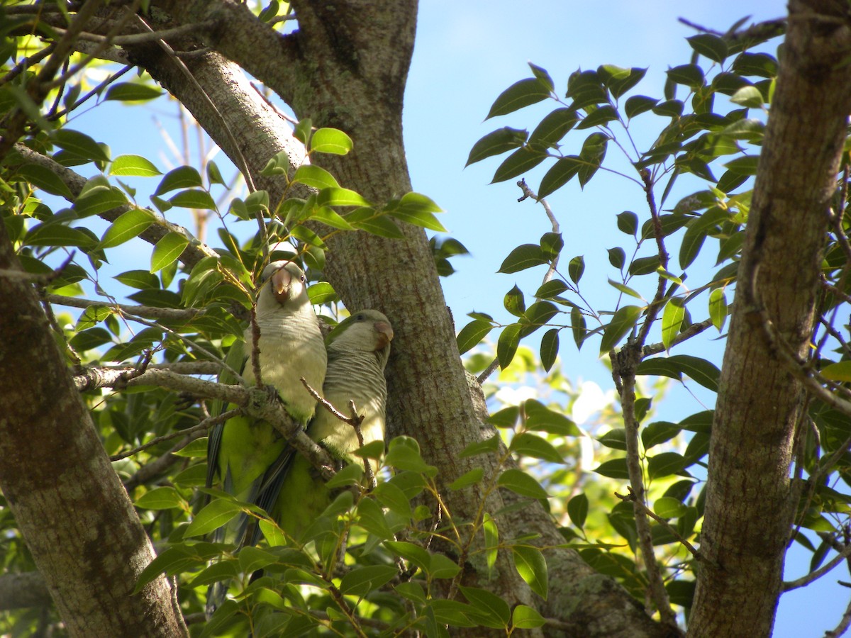 Калита сіроволий - ML646554156