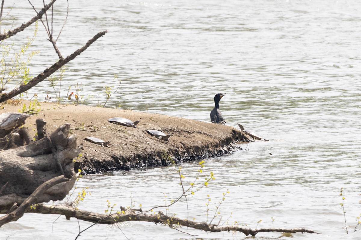 Double-crested Cormorant - ML646554158