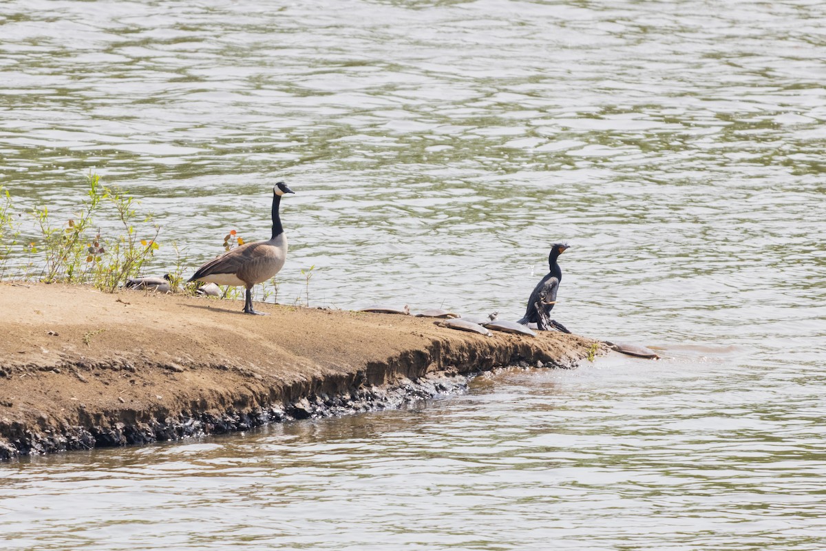 Double-crested Cormorant - ML646554162