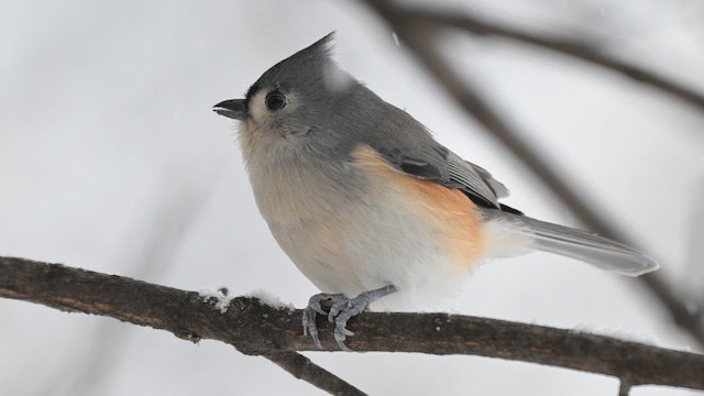 Tufted Titmouse - ML646554163