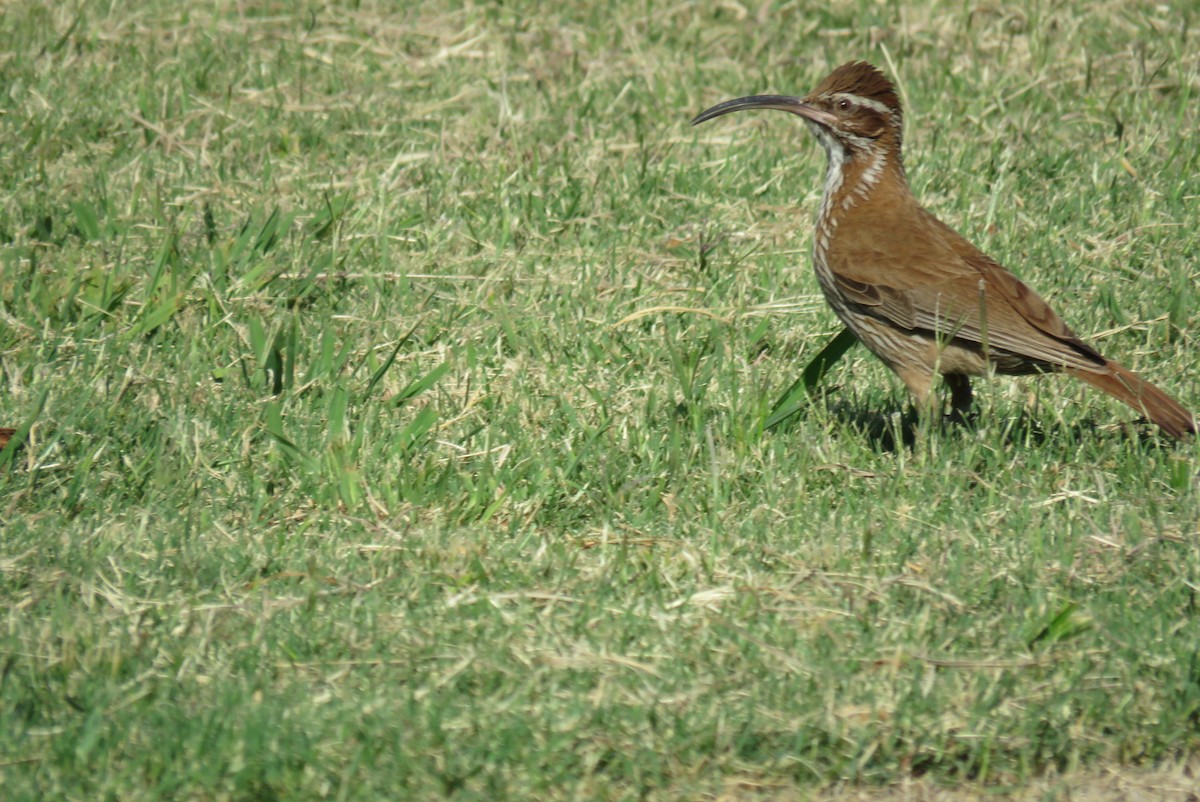 Саблеклювый древолаз - ML646554164