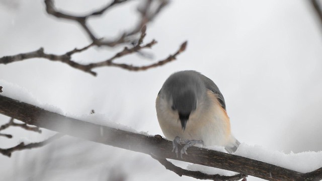 Tufted Titmouse - ML646554165