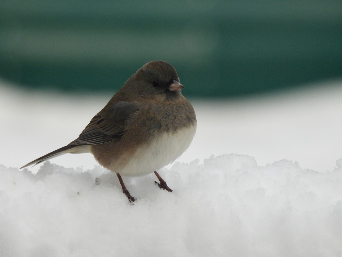 Dark-eyed Junco - ML646554168