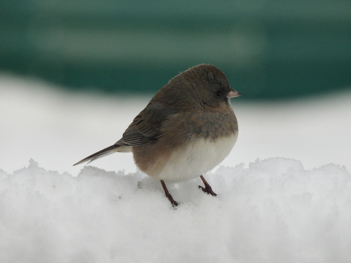 Dark-eyed Junco - ML646554169