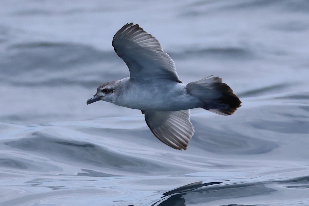 Prioi mokolaburra - ML646554170