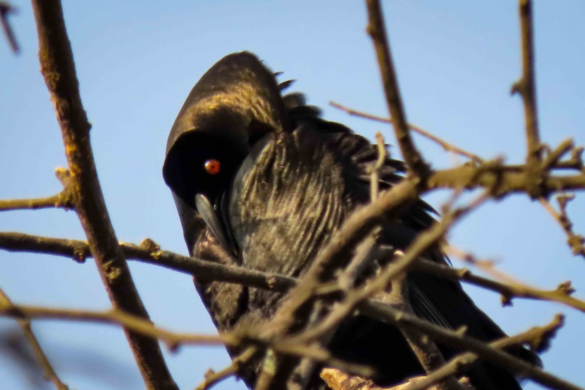 Giant Cowbird - ML646554171