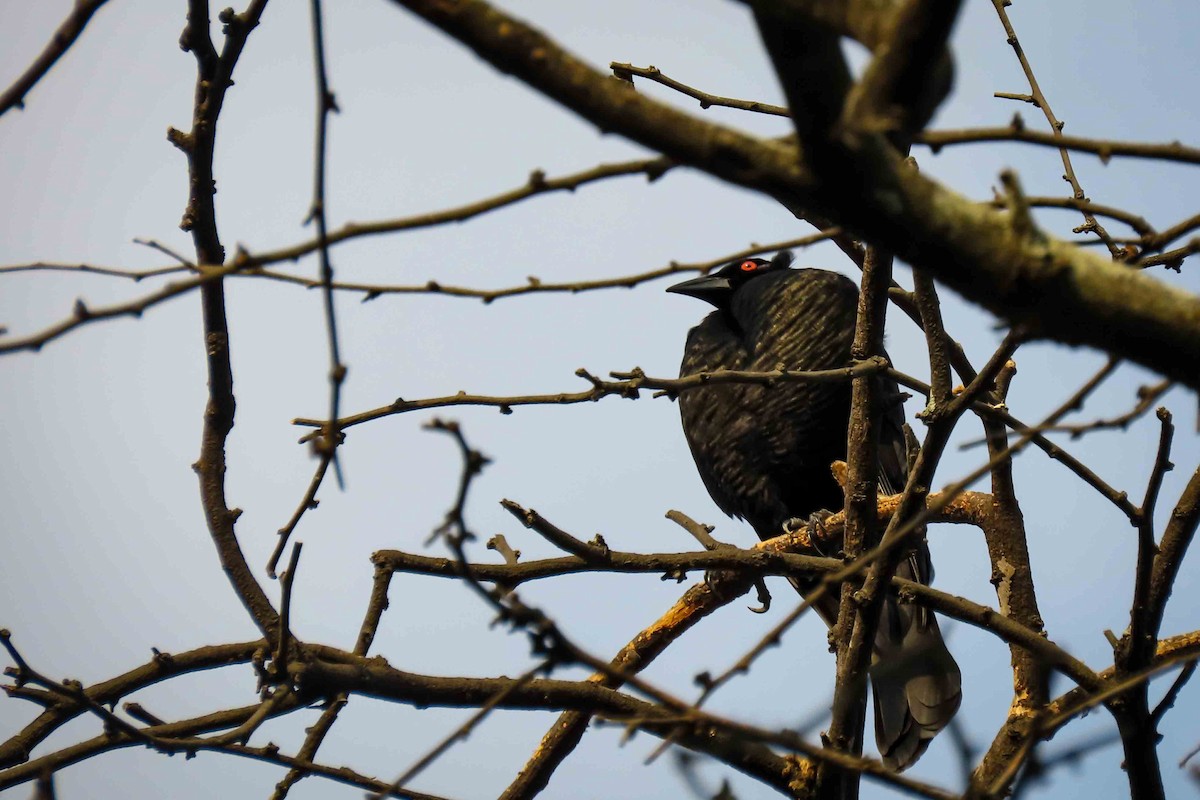 Giant Cowbird - ML646554172