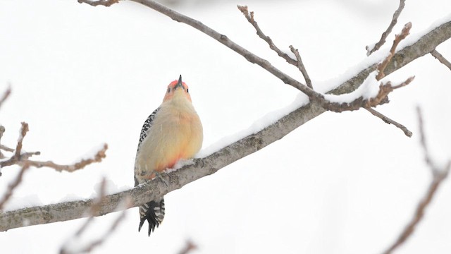 Red-bellied Woodpecker - ML646554173