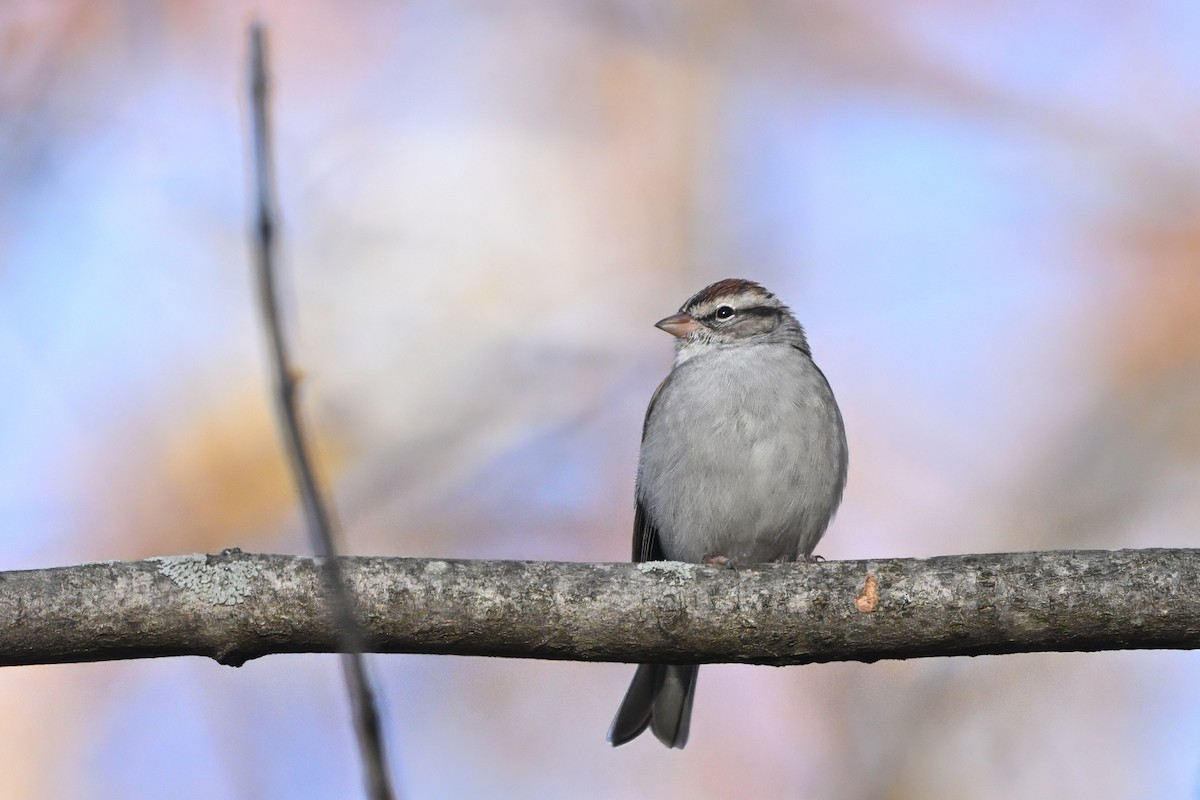Chipping Sparrow - ML646554174