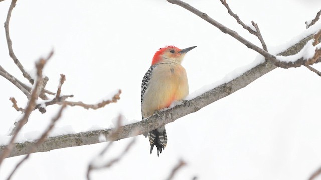 Red-bellied Woodpecker - ML646554175