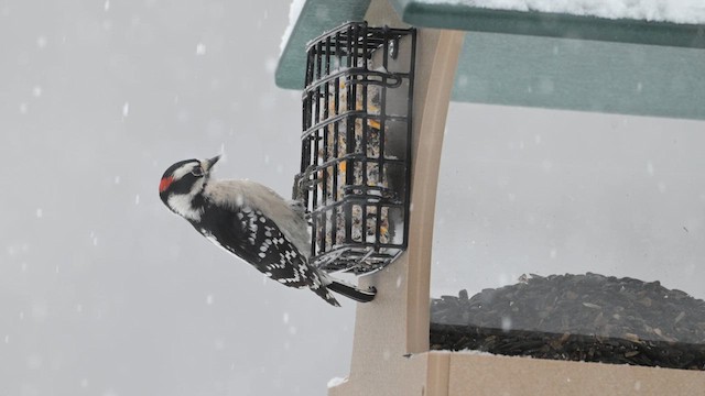 Downy Woodpecker - ML646554176