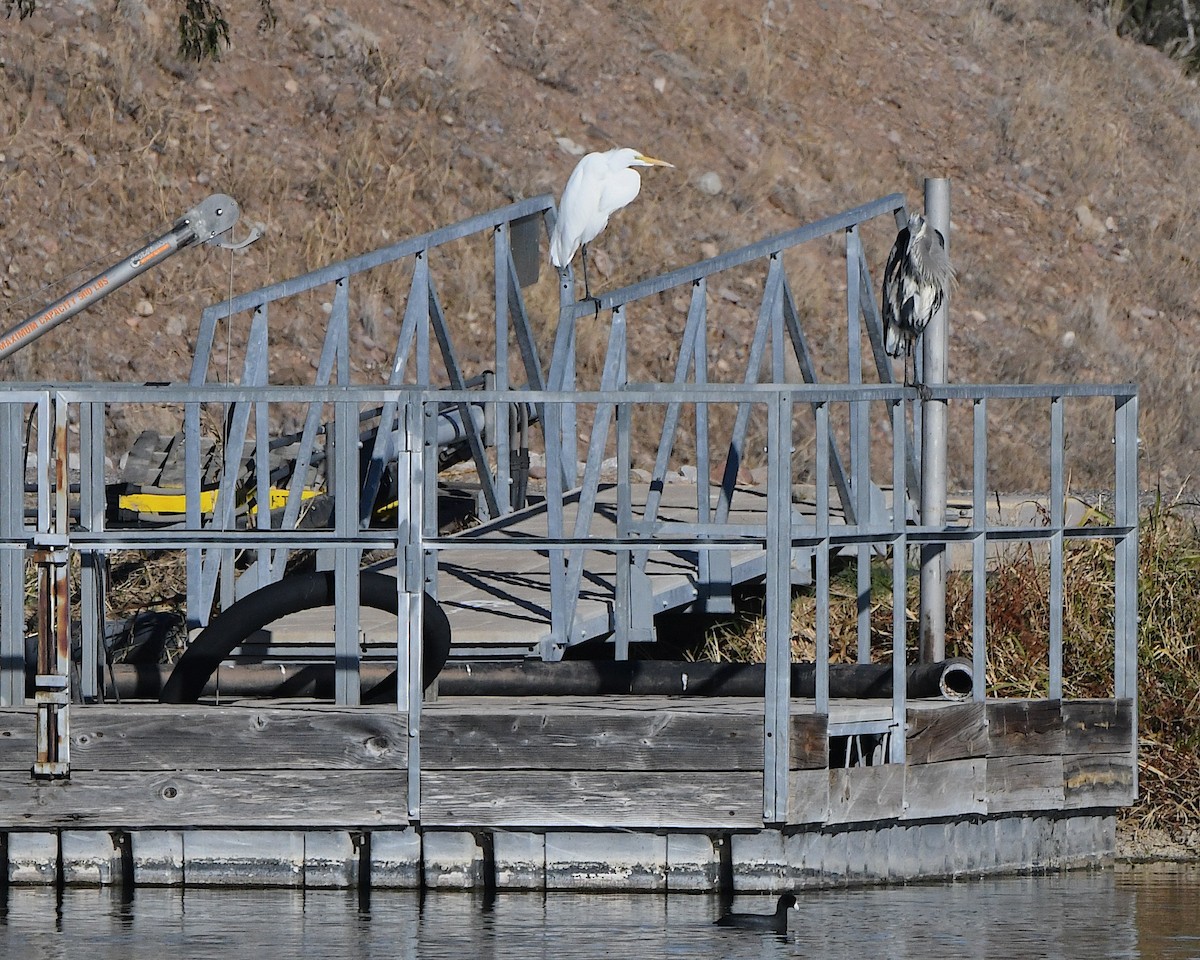 Airone bianco maggiore - ML646554179