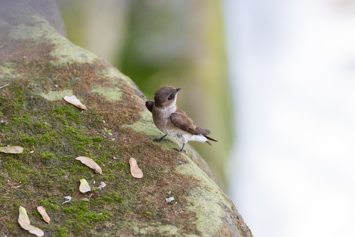 Northern Rough-winged Swallow - ML646554180