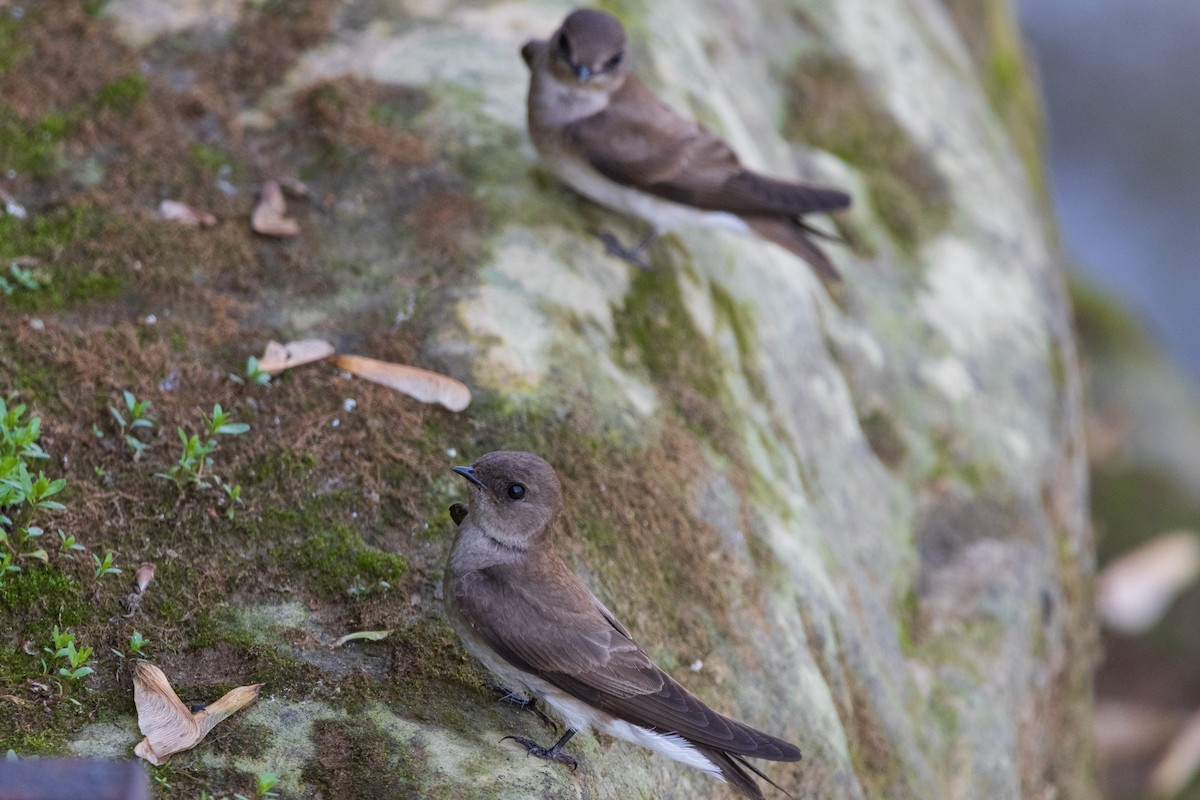 Northern Rough-winged Swallow - ML646554181