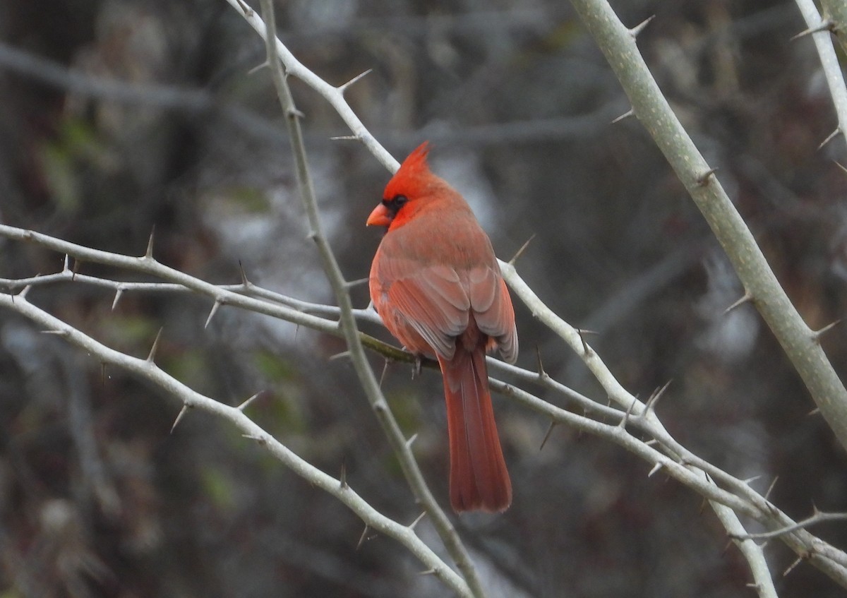 Northern Cardinal - ML646554183