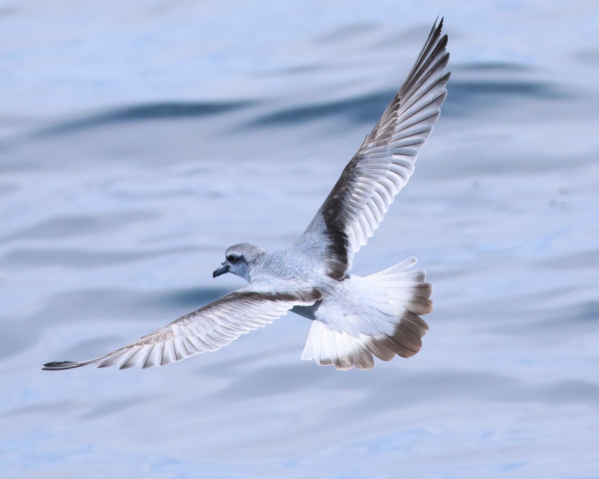 Prioi mokolaburra - ML646554184