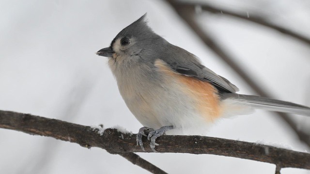 Tufted Titmouse - ML646554187