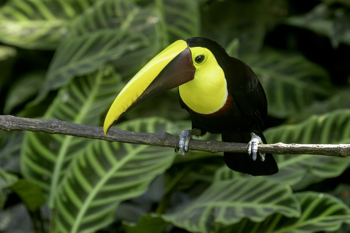Yellow-throated Toucan - ML646554189