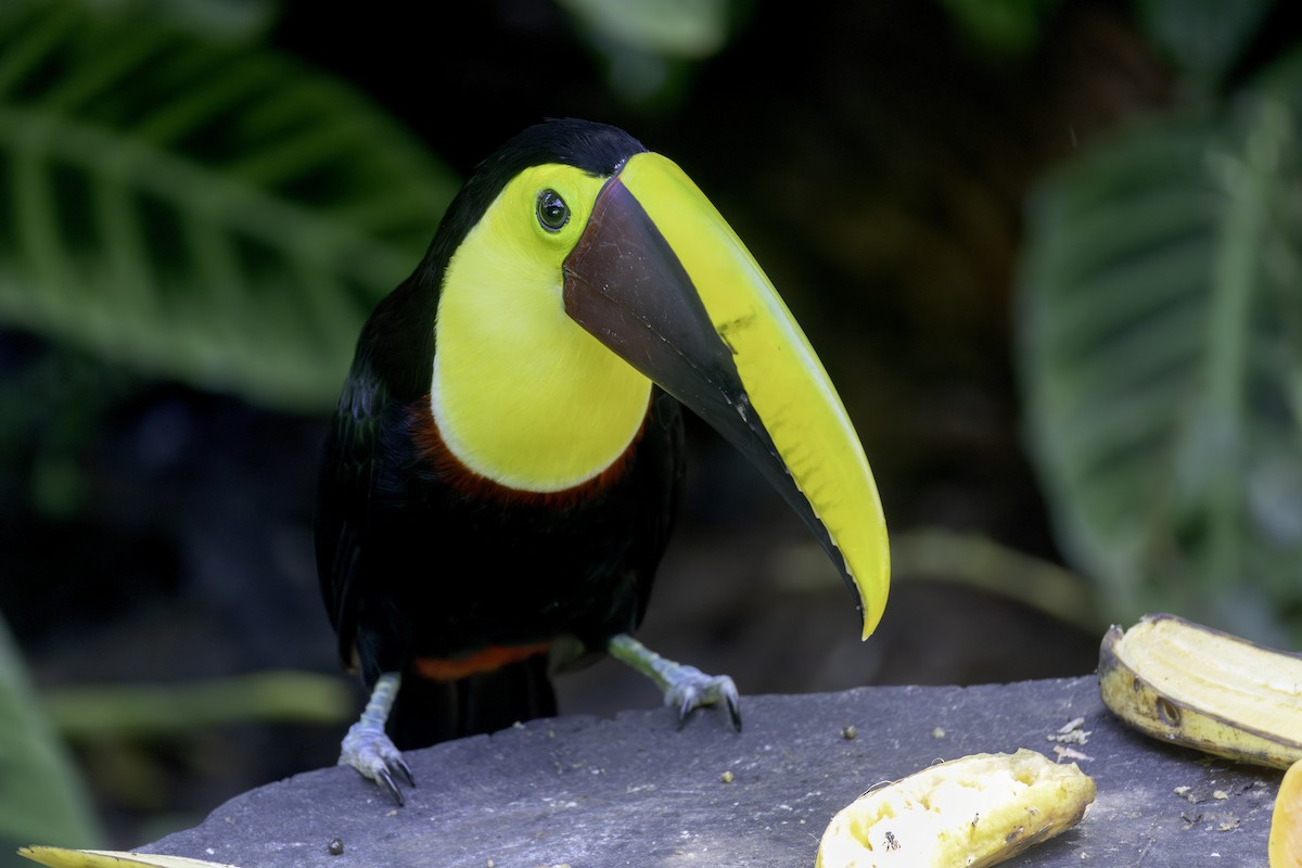 Yellow-throated Toucan - ML646554191