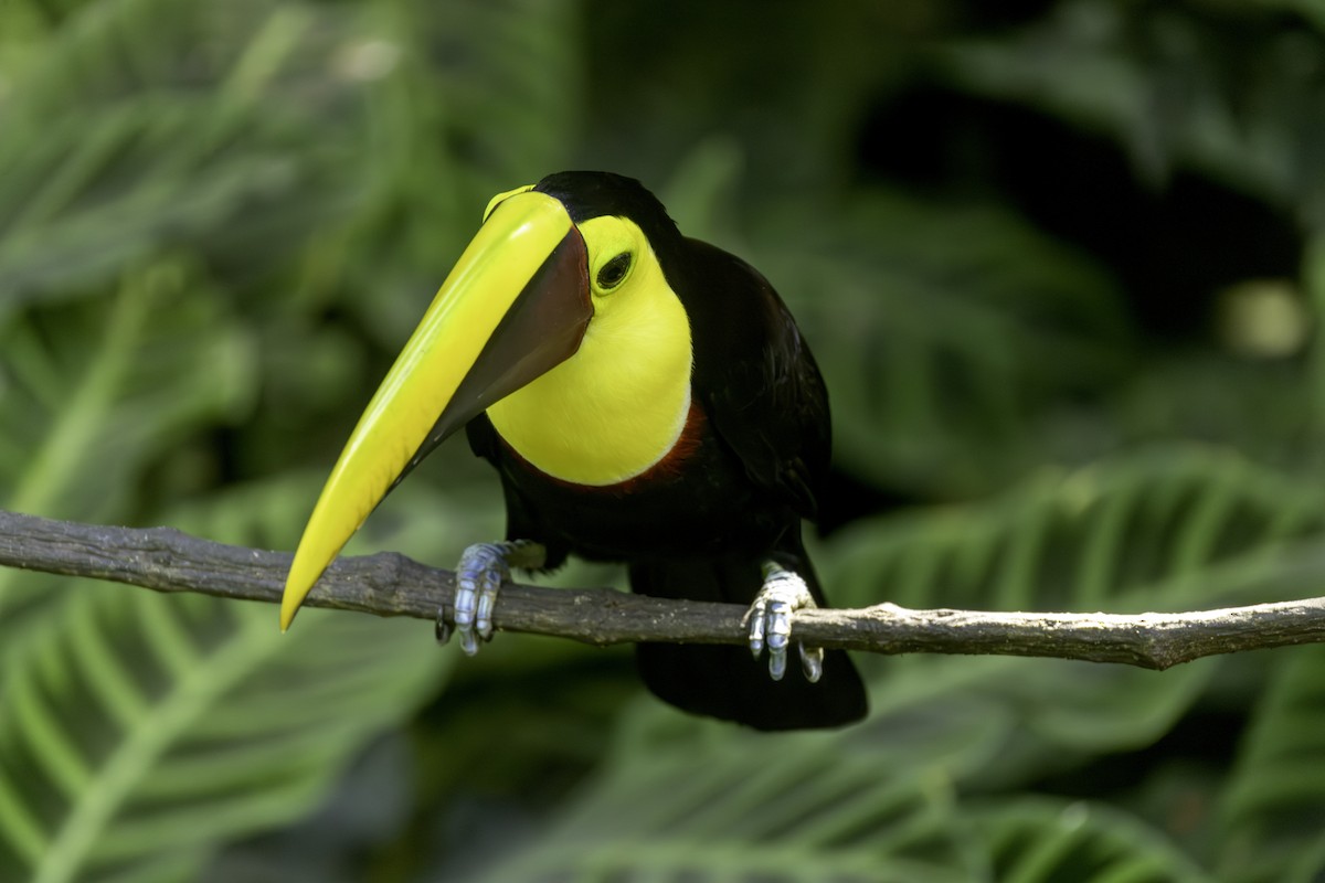 Yellow-throated Toucan - ML646554192