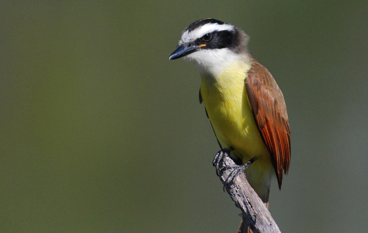 Great Kiskadee - ML646554196