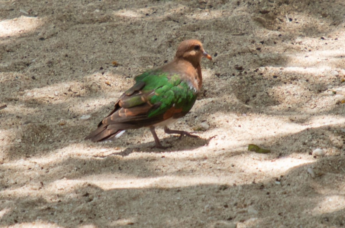 Metallic Pigeon - ML646554197
