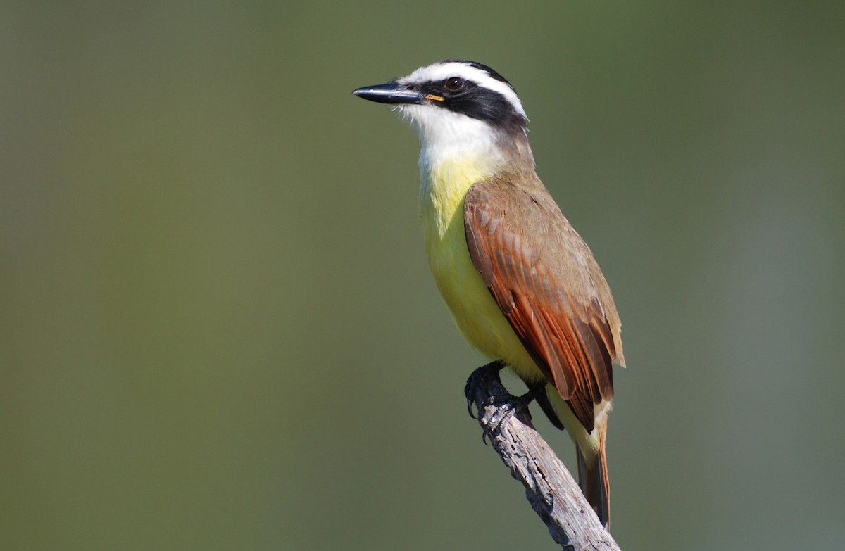 Great Kiskadee - ML646554198