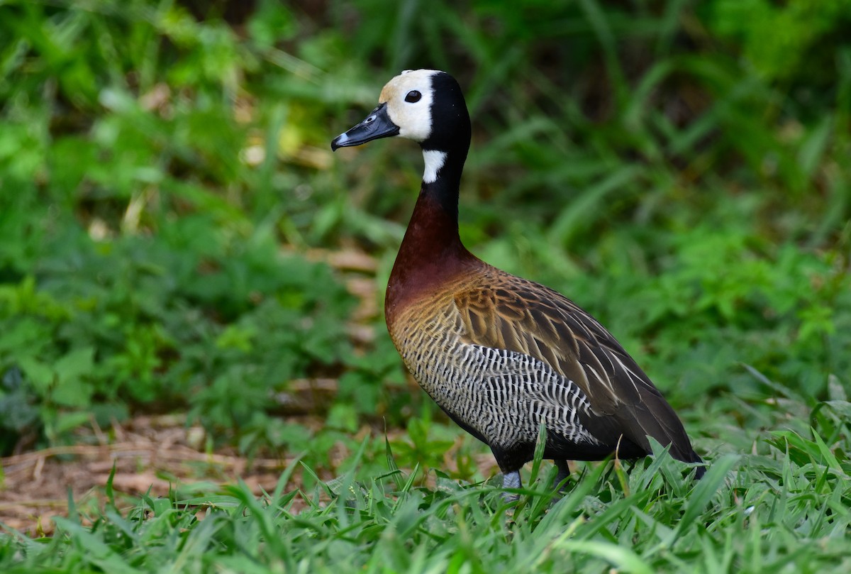 White-faced Whistling-Duck - ML646554199
