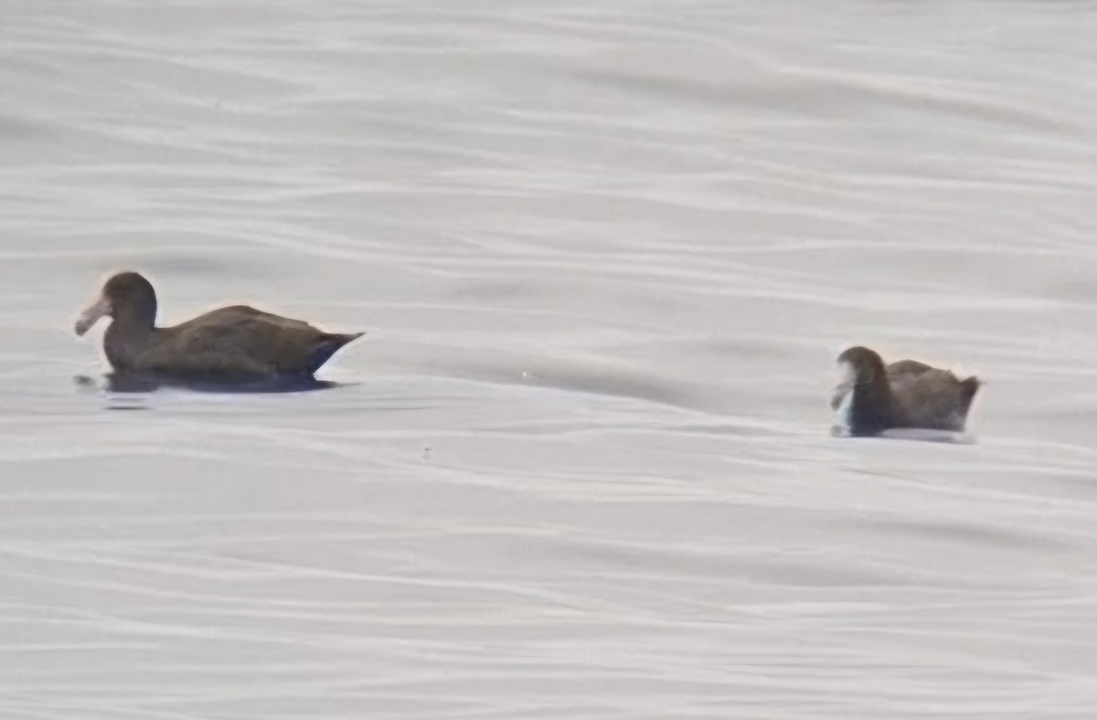 Northern Giant-Petrel - ML646554200