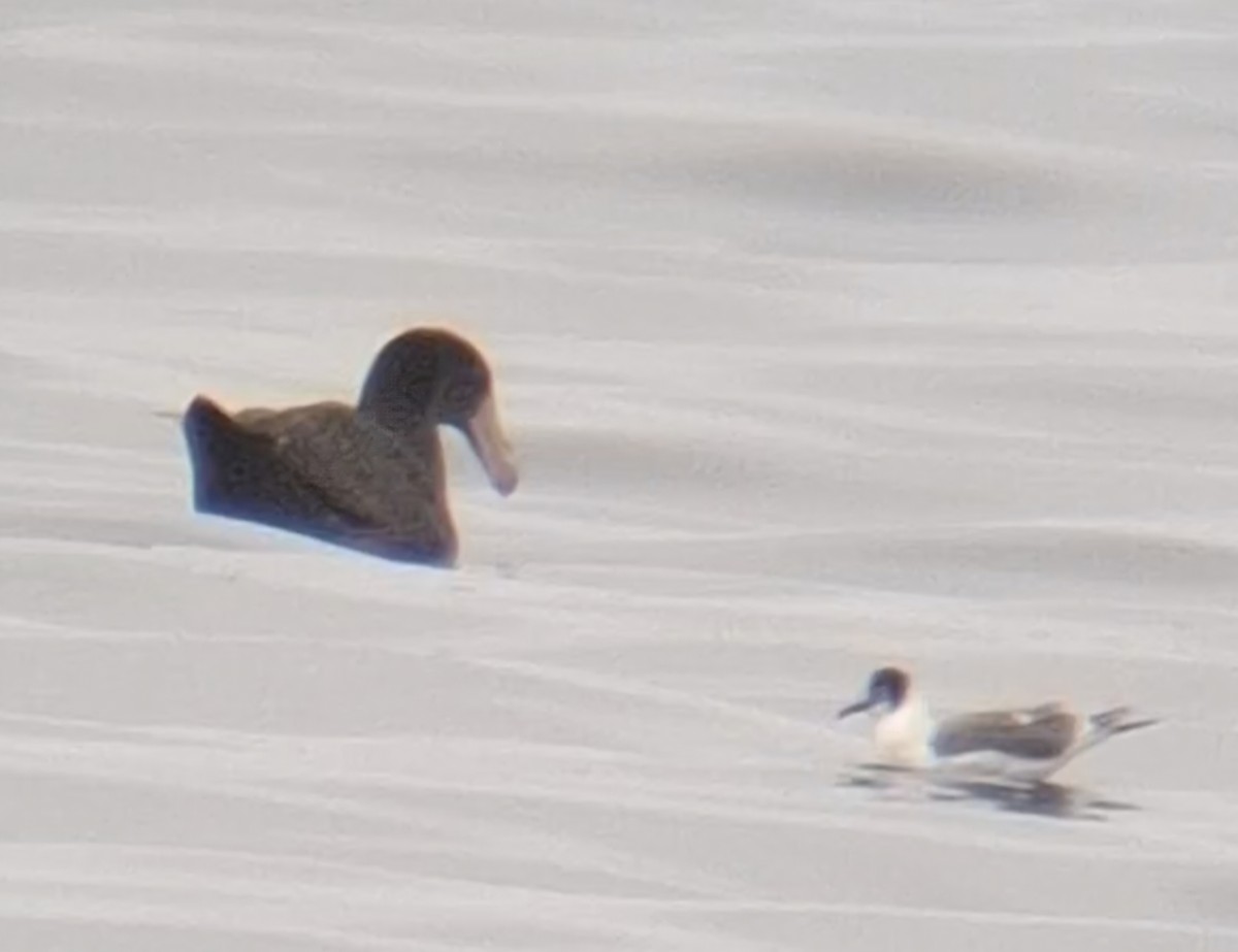 Northern Giant-Petrel - ML646554201