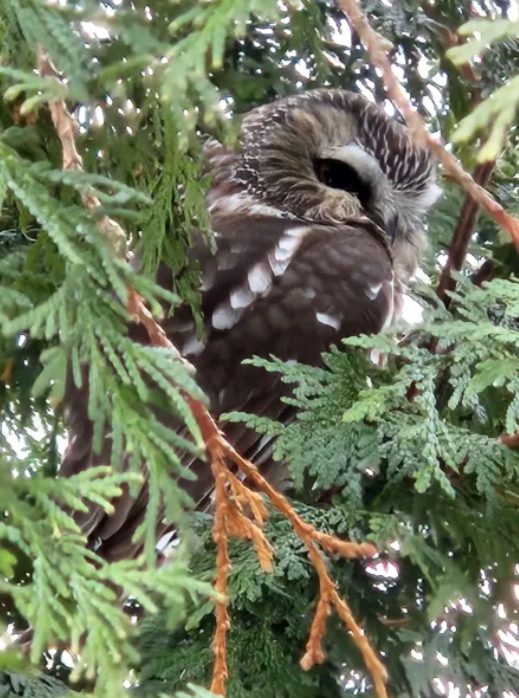Northern Saw-whet Owl - ML646554202