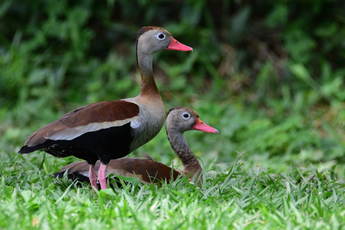 Black-bellied Whistling-Duck - ML646554203