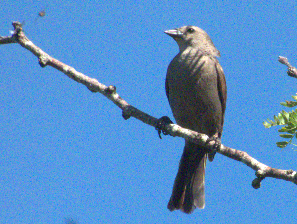 Shiny Cowbird - ML646554204