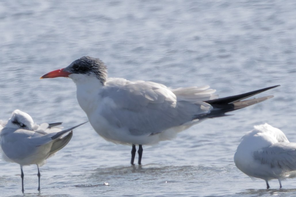 Caspian Tern - ML646554205
